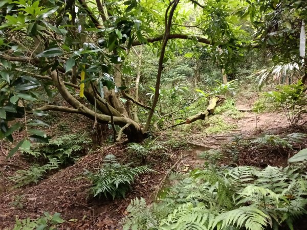 瑞芳區南子吝步道+南子吝稜+南子吝山+南子吝步道P字走2798463