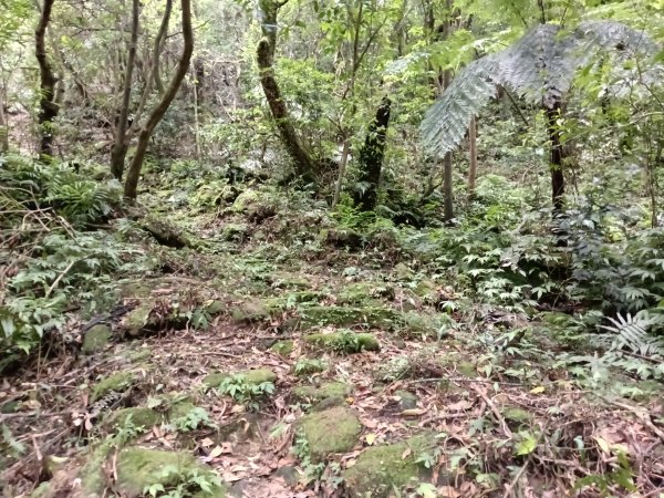 雙溪區大埤遺址東林寺+大埤古道+572峰去回2784166