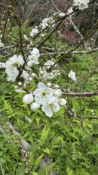 20260204小百岳初音山2994911