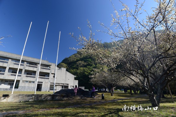 南橫梅山口訪梅之旅255311