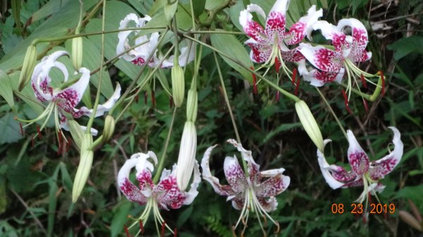 補考 - 艷紅鹿子百合656642