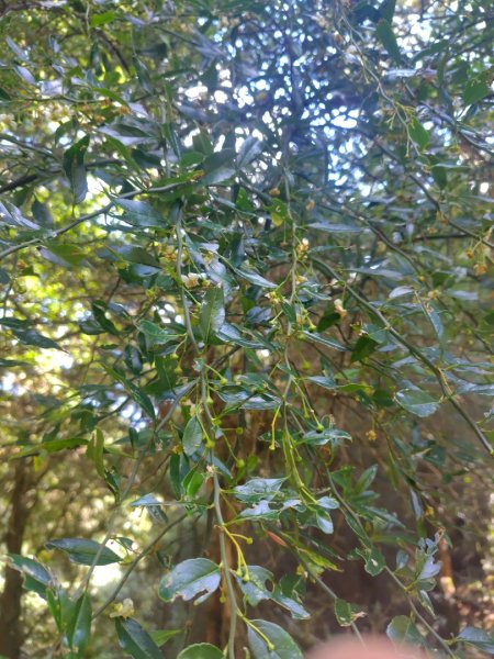 大雪山森林遊樂區 遊客中心 小神木 北三錐山 平石山西北峰2952874