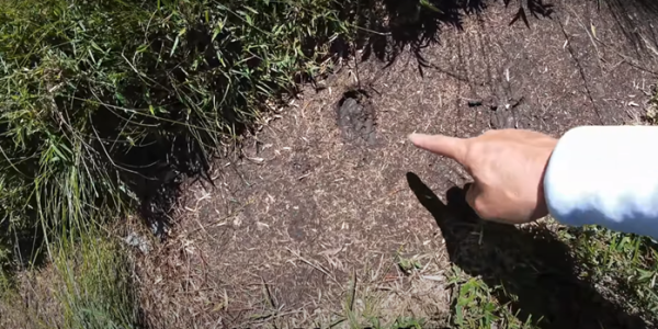 塔塔加五連峰2831432