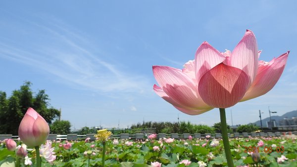 蝶戀花?! 花蝶戀?!1410567