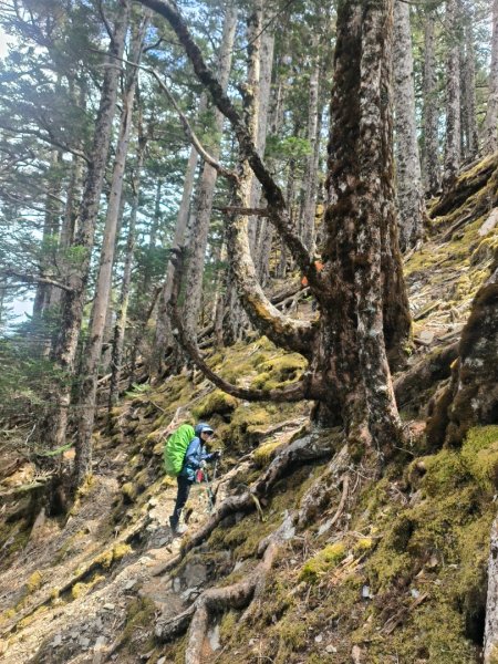 20240320 馬博8天縱走~第五天，馬里亞文路山，馬利加南山2471209