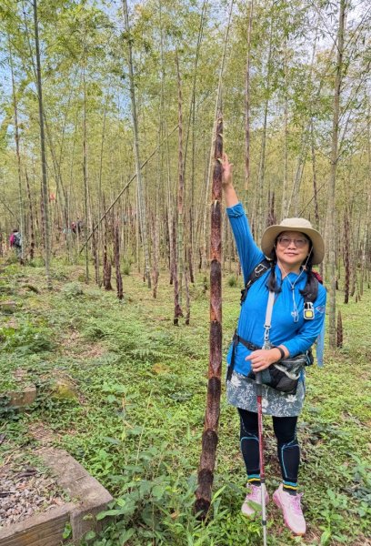 鳳凰谷步道走凍頂麒麟山2772738