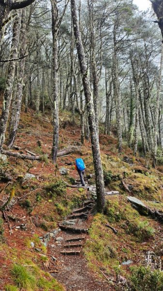 20250319～20嘉明湖國家步道🥶🥶🥶殘念😭2739801