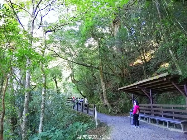 【桃園。復興】有氧森呼吸。 山迢路遠超美的拉拉山神木群步道1501116