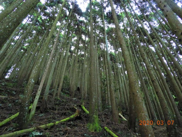 新竹 五峰 民都有山(面托油山)869211