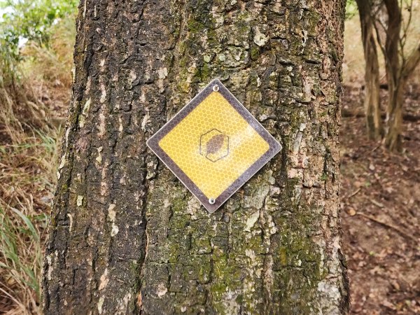 苗栗三灣｜龍峎頂步道2973698