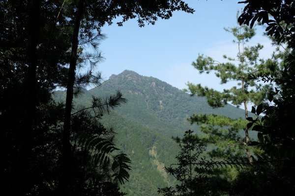 苗栗南庄鄉 二訪加里山 ‧ 2025春 哈加2753389