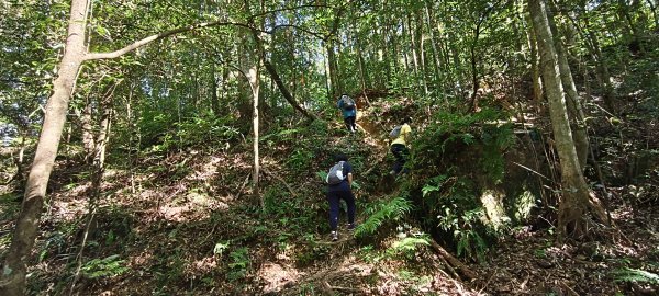 2025/10/10-水田林道上外鳥嘴山2911492