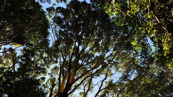20260125 陽明山前後山健行(無極天元宮~山仔頂步道.向天池.向天山.面天山.二子坪)2997967