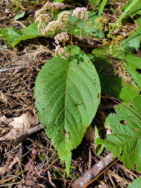 沙里仙林道、沙里仙溪、同富山/埔沙山、東埔山、阿毛巨木2812466