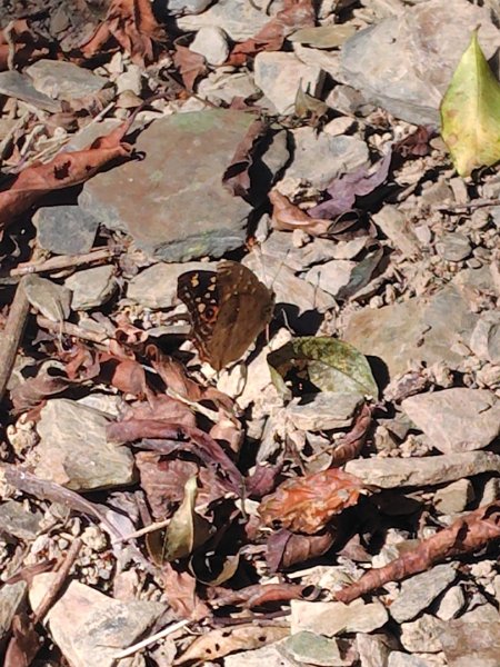 亞麻灣山 日湯真西南峰 亞麻灣山西峰2980026