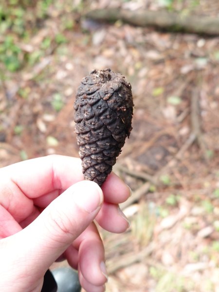 20260125 陽明山前後山健行(無極天元宮~山仔頂步道.向天池.向天山.面天山.二子坪)2997977