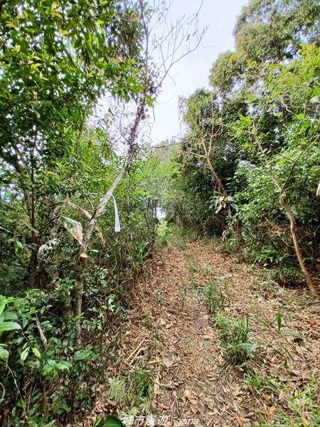 【台東。大武】一路搖晃碰碰車。小百岳集起來。  編號95小百岳-加奈美山步道1640915