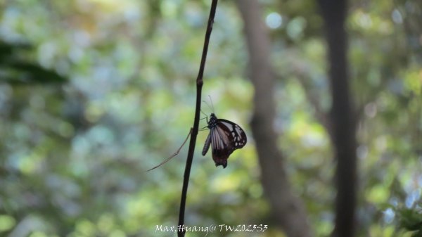 《苗栗》關刀出關｜三義關刀山出關古道(聖關段-苗56)202509052878816