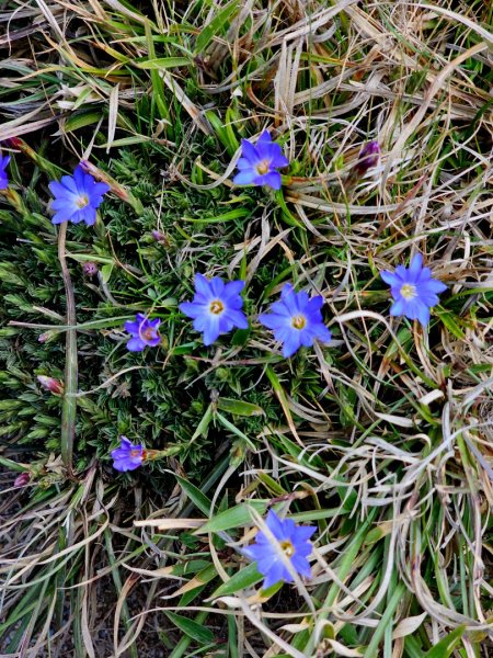 小奇萊步道-(南投)臺灣百大必訪步道2795648