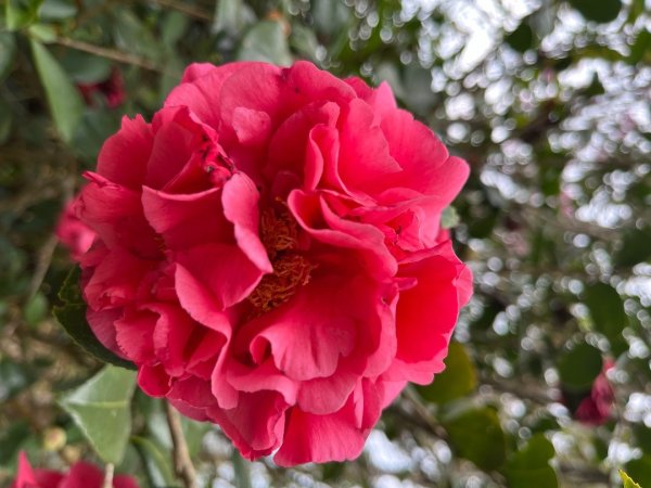 20231214_ 竹子尖山（台南小百岳）2763209