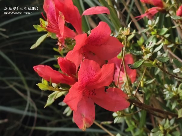 [百山百鳥尋旅-11/15] 2025_0927 大屯主峰-連峰步道_大屯山南峰2899332