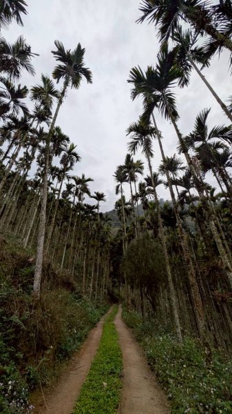 後尖山步道3008292
