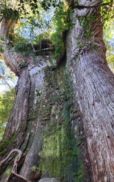 【中級山縱走】羅馬縱走，走進神木的夢幻童話森林世界2943223