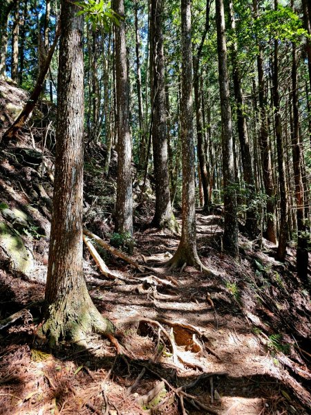 油羅山-2025森遊竹縣皮皮獅探險隊2910093