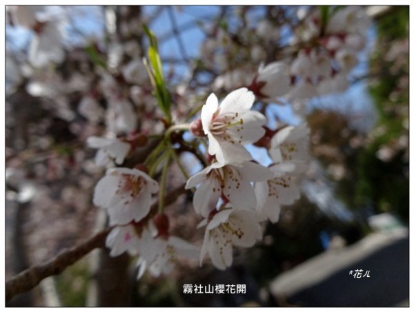 大雪山小神木步道1656133