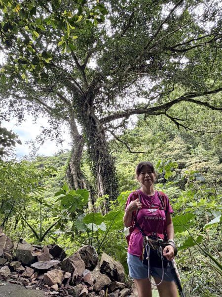 金瀧多越嶺古道巡禮(金崙-瀧山-多良)3118794