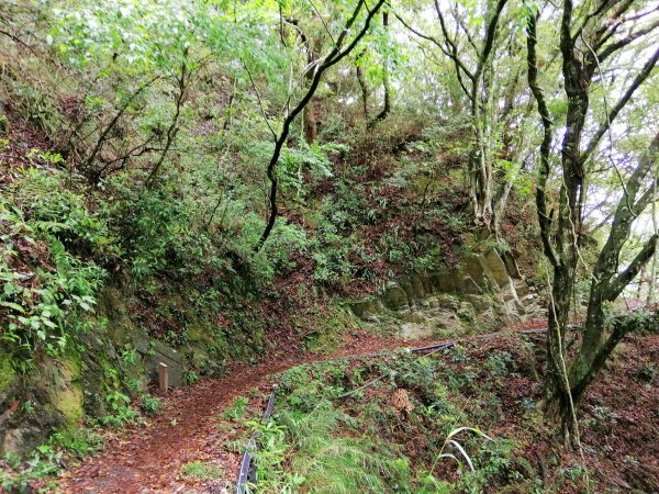 信義~悠然古道處處迷人八通關雲龍瀑布步道972860