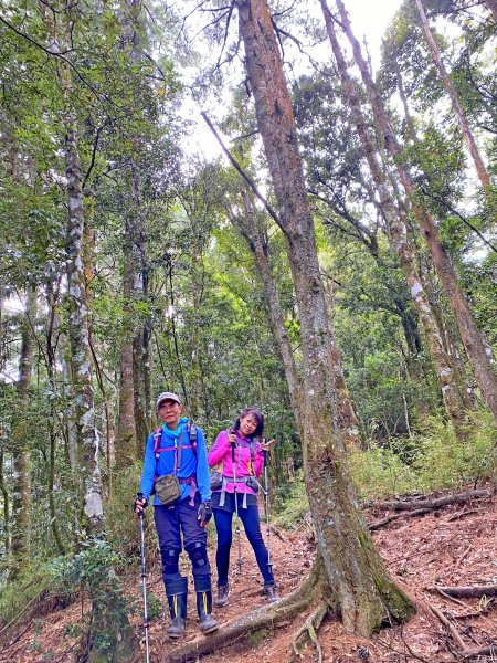 樂山鐵道順登鹿坑山.南比林山.尤命神木1164406