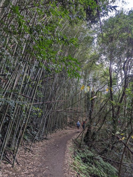 霞喀羅國家步道：養老登山口→白石吊橋(來回)1948476