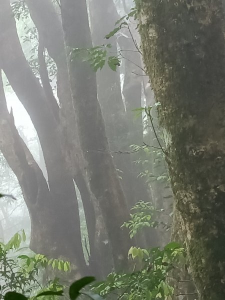 小百岳集起來，李棟山步道