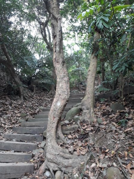 雲林林內龍過脈森林步道20190323550593