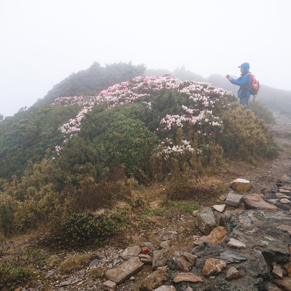 合歡山主峰579285