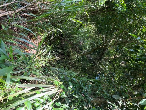 大湖尖山、天雲山，文峰山O型縱走1740165