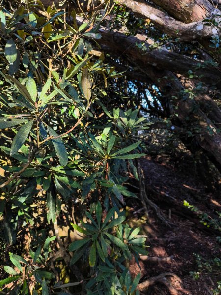 2025-12-21 武界山、獅凸魯山、橫屏山、橫屏山西峰2969696