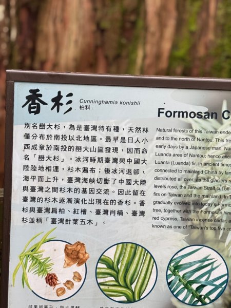 觀霧瀑布 賞鳥步道2926510