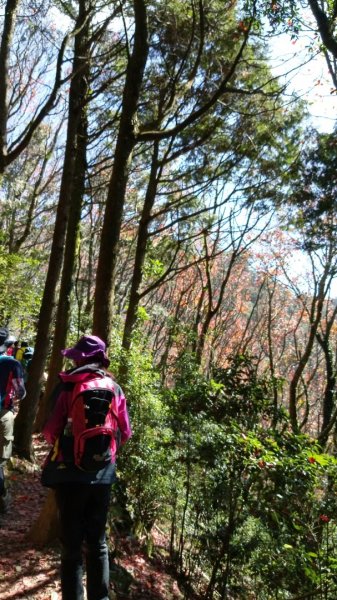 鳶嘴稍來賞楓行663222