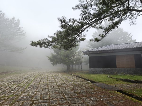 [山海圳_聖山之路_第二段1/4] 2026_0802 鹿林山3109125