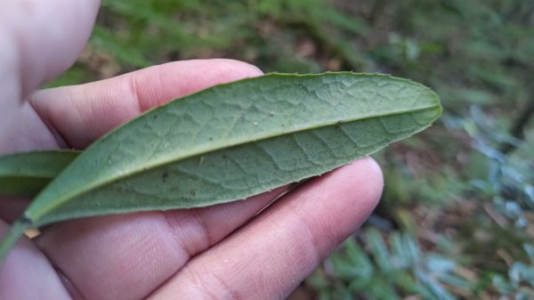 北坑山大板根東洗水山盡尾山東北峰2701683