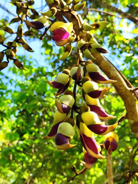 血籐大亂鬥3015540