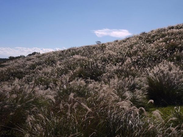 陽明山秋芒：風櫃嘴—頂山—石梯嶺—擎天崗309490