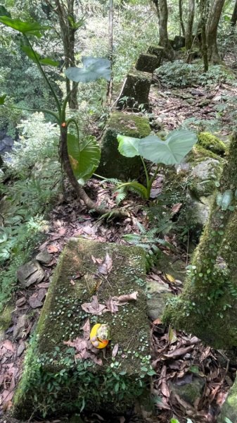 烏來阿玉溪山/西坑林道/探勘派出護管所彈藥庫遺址至獅坑橋2582023
