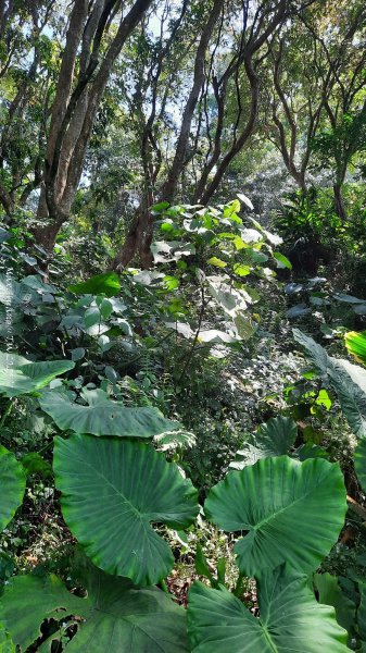 《彰化》登山逛市集｜臥龍坡步道環藤山步道202503222740496