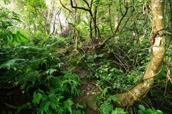 新北 瑞芳 粗坑口尖、碇內尖山、粗坑頭山、龍門山、滴水山2838272