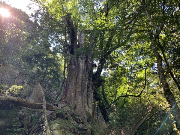 【小百岳】加里山柳杉森林浴1160327