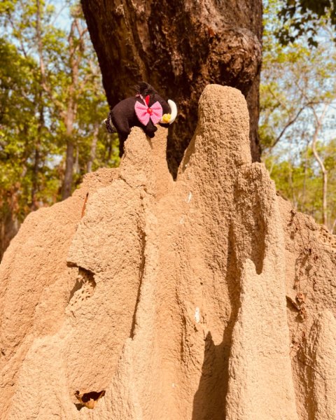 尼泊爾奇旺國家公園4天三夜2788967