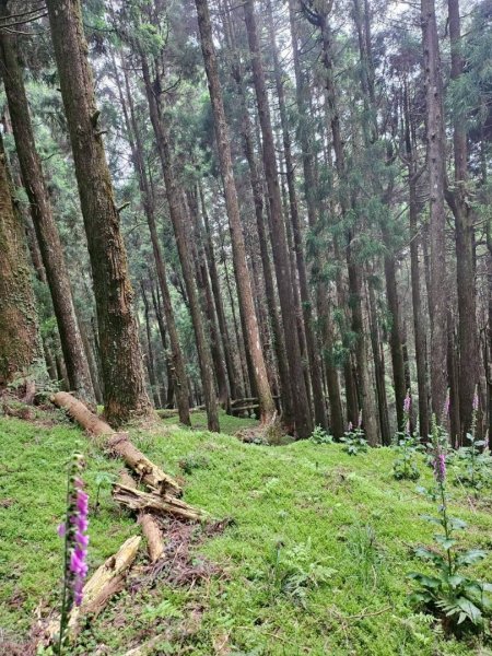 20260528特富野古道舊水山鐵道上北霞山連走東水山、兒玉山3064955